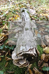 信用卡逾期说要到达户籍所在地