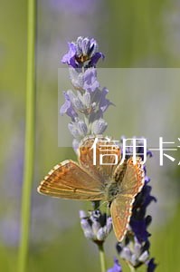 信用卡逾期说要拘役是不是真的 信用卡逾期说要拘役是不是真的