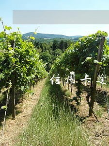 信用卡逾期说要走程序