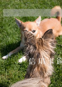 信用卡逾期说要转户籍司法部 信用卡逾期说要转户籍司法部