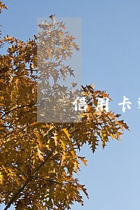 信用卡逾期说要逮捕怎么办 信用卡逾期说要逮捕怎么办