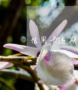 信用卡逾期说财产保全 信用卡逾期说财产保全