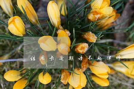 信用卡逾期请不起律师 信用卡逾期请不起律师