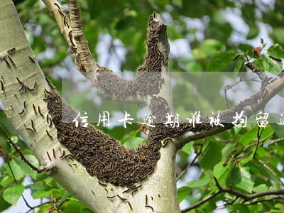 信用卡逾期谁被拘留过