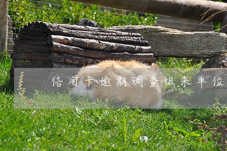 信用卡逾期调查组来单位走访 信用卡逾期调查组来单位走访
