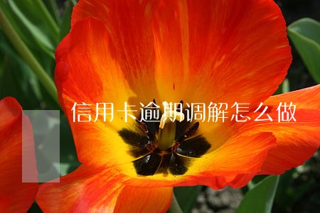 信用卡逾期调解怎么做
