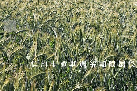 信用卡逾期调解期限最长多久
