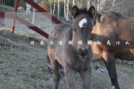 信用卡逾期调解部是什么部门 信用卡逾期调解部是什么部门