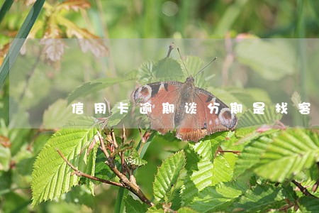 信用卡逾期谈分期是找客服还是 信用卡逾期谈分期是找客服还是