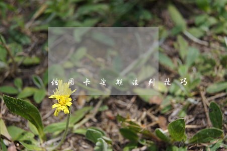 信用卡逾期谈判技巧