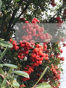 信用卡逾期财产冻结了怎么办