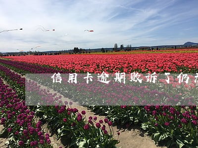 信用卡逾期败诉了仍无力偿还 信用卡逾期败诉了仍无力偿还