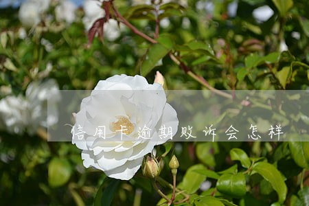 信用卡逾期败诉会怎样 信用卡逾期败诉会怎样