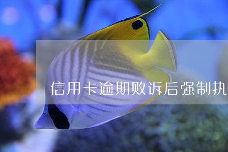 信用卡逾期败诉后强制执行