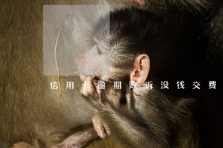 信用卡逾期败诉没钱交费 信用卡逾期败诉没钱交费
