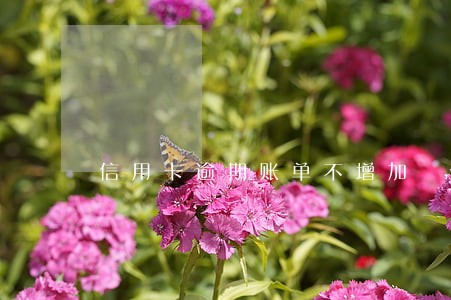 信用卡逾期账单不增加 信用卡逾期账单不增加