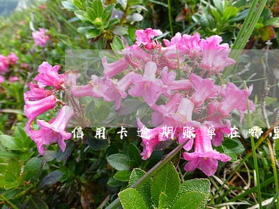 信用卡逾期账单在哪里查 信用卡逾期账单在哪里查
