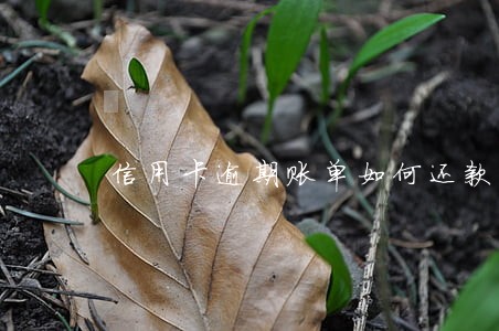 信用卡逾期账单如何还款 信用卡逾期账单如何还款