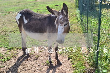 信用卡逾期账单怎么还款6