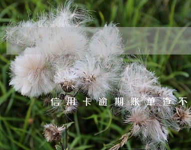 信用卡逾期账单查不到 信用卡逾期账单查不到