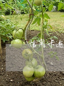 信用卡逾期账单查询 信用卡逾期账单查询