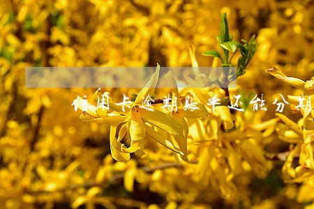 信用卡逾期账单还能分期吗 信用卡逾期账单还能分期吗