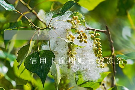 信用卡逾期账号被冻结 信用卡逾期账号被冻结