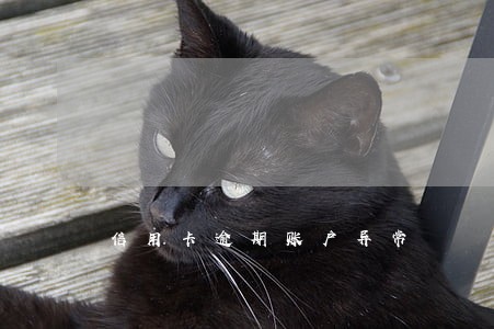 信用卡逾期账户异常 信用卡逾期账户异常