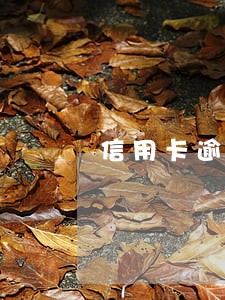 信用卡逾期账户数月份数 信用卡逾期账户数月份数