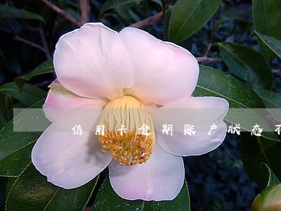 信用卡逾期账户状态不正常 信用卡逾期账户状态不正常