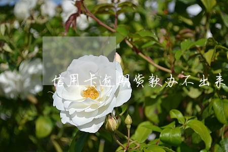 信用卡逾期货款办不出来怎么办