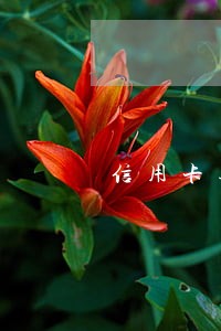 信用卡逾期贫困自述怎么写 信用卡逾期贫困自述怎么写