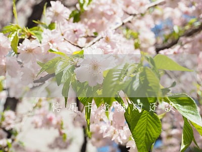 信用卡逾期购还款 信用卡逾期购还款