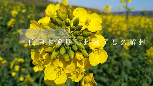信用卡逾期贴封条了怎么解封