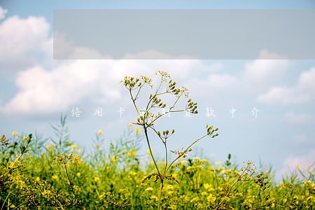 信用卡逾期贷款中介 信用卡逾期贷款中介