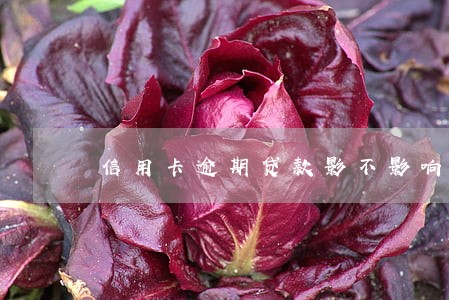 信用卡逾期贷款影不影响 信用卡逾期贷款影不影响