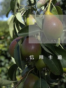 信用卡逾期贷款情况说明 信用卡逾期贷款情况说明