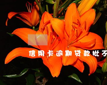 信用卡逾期贷款批不下来怎么办