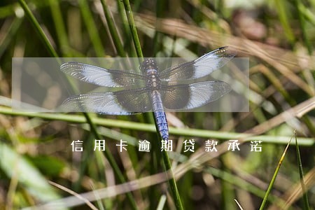 信用卡逾期贷款承诺 信用卡逾期贷款承诺