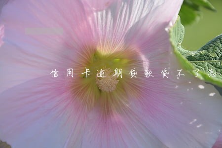 信用卡逾期贷款贷不了怎么办 信用卡逾期贷款贷不了怎么办