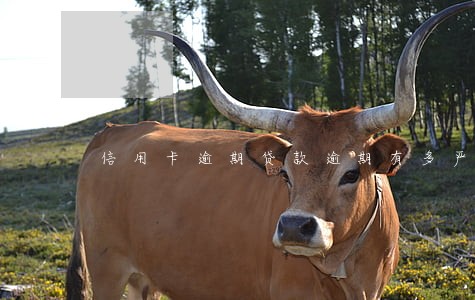 信用卡逾期贷款逾期有多严重 信用卡逾期贷款逾期有多严重