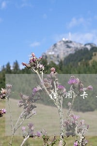 信用卡逾期贷款逾期该卖房吗 信用卡逾期贷款逾期该卖房吗