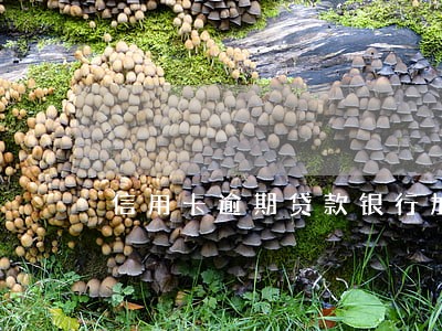 信用卡逾期贷款银行加息 信用卡逾期贷款银行加息