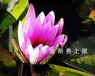 信用卡逾期费上限 信用卡逾期费上限