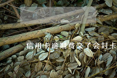 信用卡逾期费交了会封卡吗