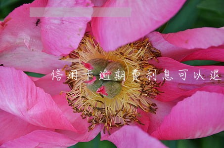 信用卡逾期费利息可以退吗 信用卡逾期费利息可以退吗