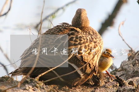 信用卡逾期费可以减免 信用卡逾期费可以减免