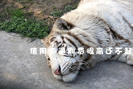信用卡逾期费很高还不起怎么办