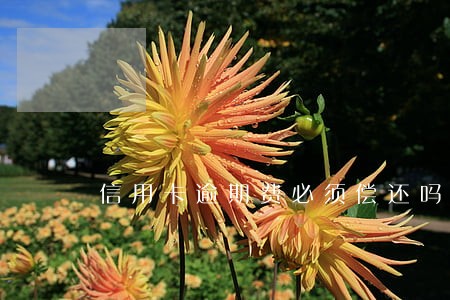 信用卡逾期费必须偿还吗