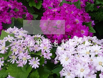 信用卡逾期费收取 信用卡逾期费收取